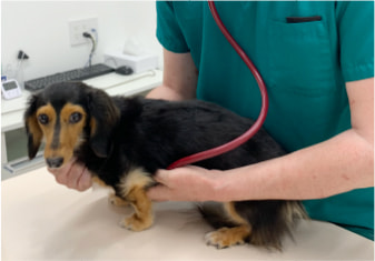 獣医による犬の聴診器診察