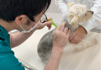 予防接種を獣医から受ける犬